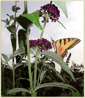 A butterfly visits Laurie's butterfly bush