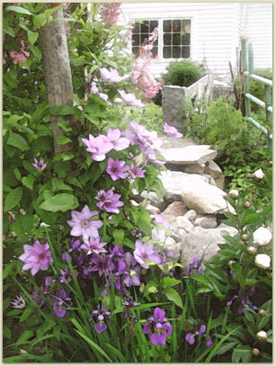 Kathryn's beautiful clematis