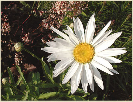 Nothing says Summer like a daisy