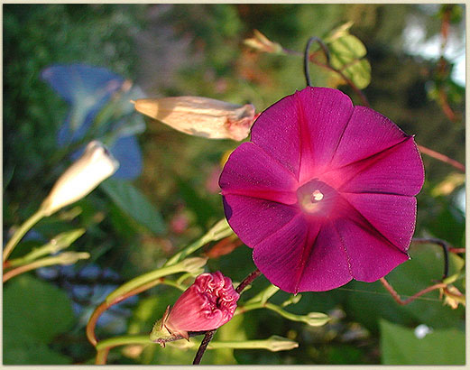 One of Cheryl's magnificent morning glories