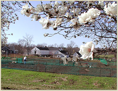 A view of the gardens through the magnolia blossoms