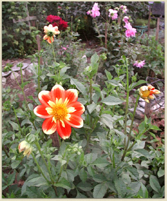 Is this a happy dahlia or what? Yes, it's Laurie's.