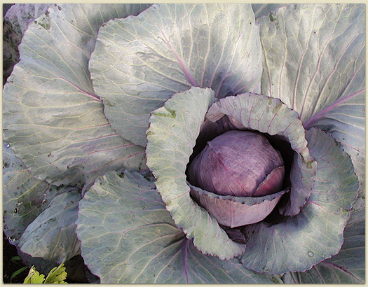 The humble red cabbage is actually a beautiful plant