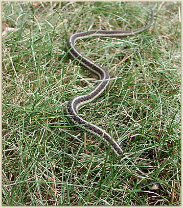 This friendly garter snake was on my foot!  (That'll startle ya.)