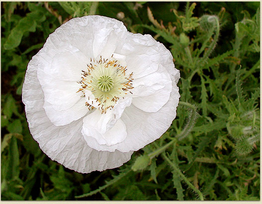 A delicate Shirley poppy